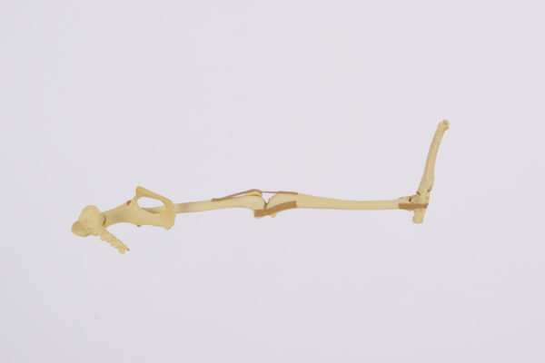 Veterinary bone models for surgical education