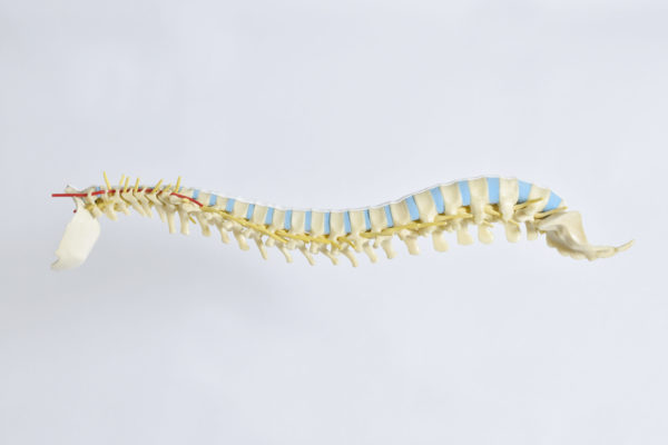 Entire spine