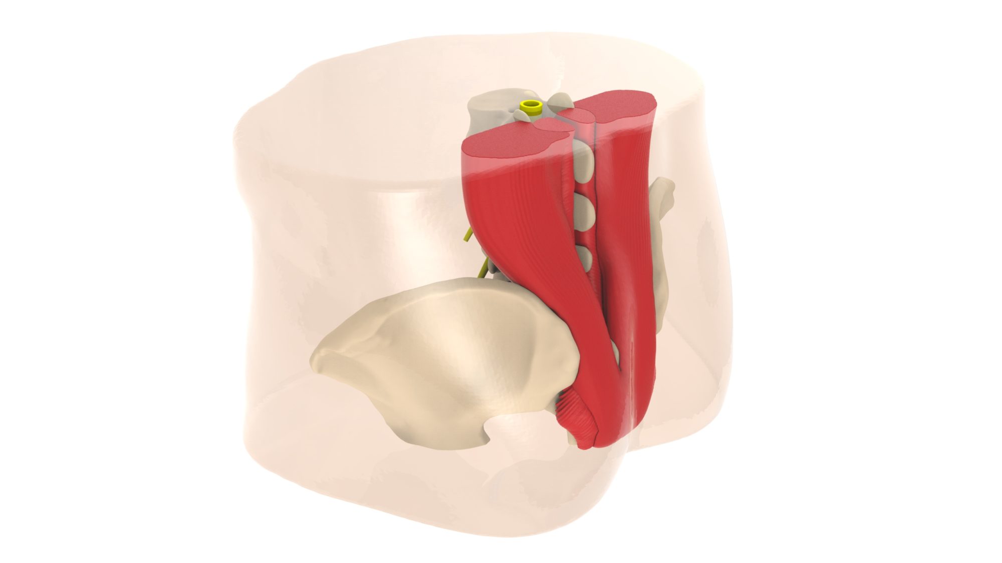 Lumbar spine 1