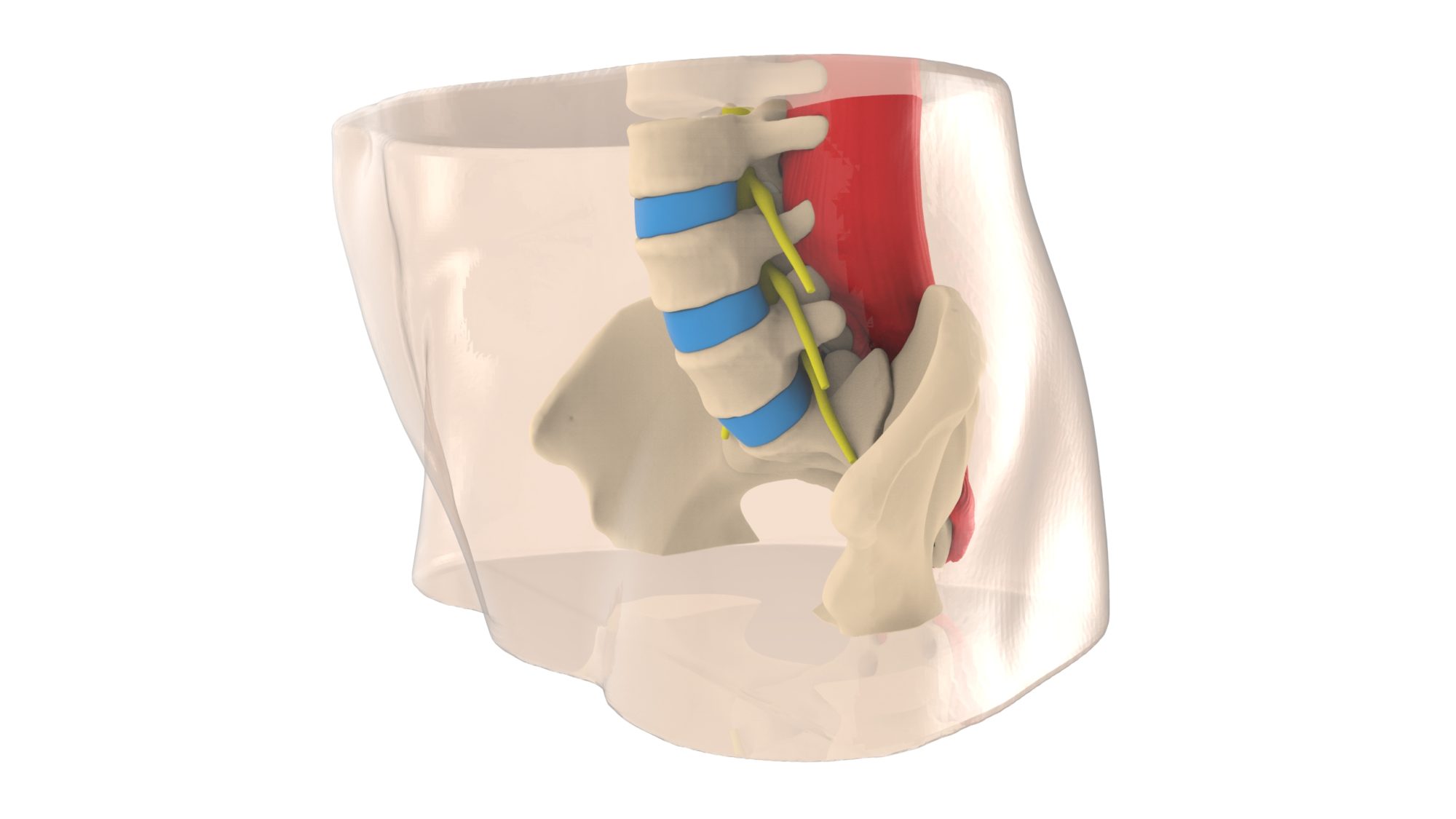 Lumbar Spine