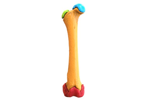 Canine Pediatric Femur 2