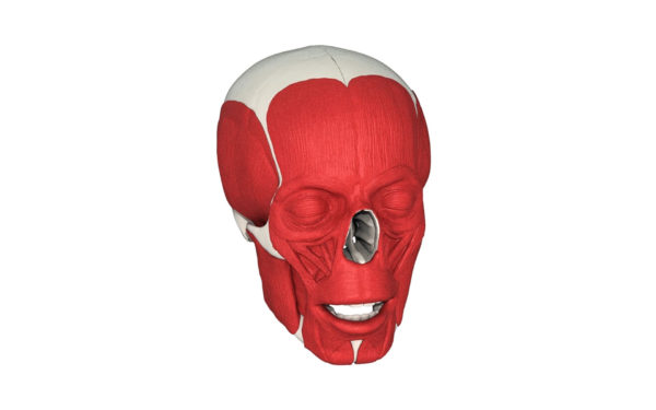 Skull muscles 2