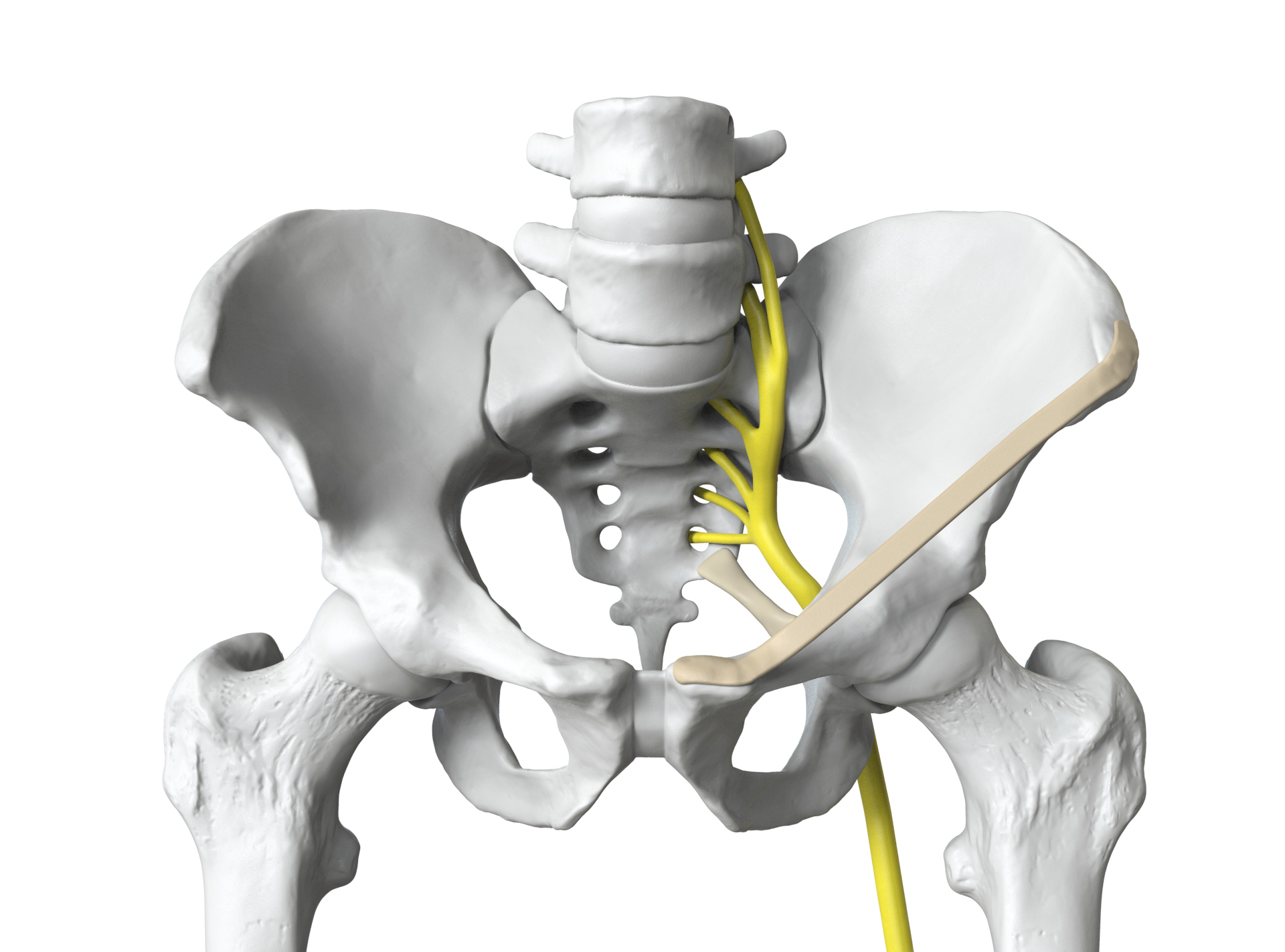 Pelvic Model Digital