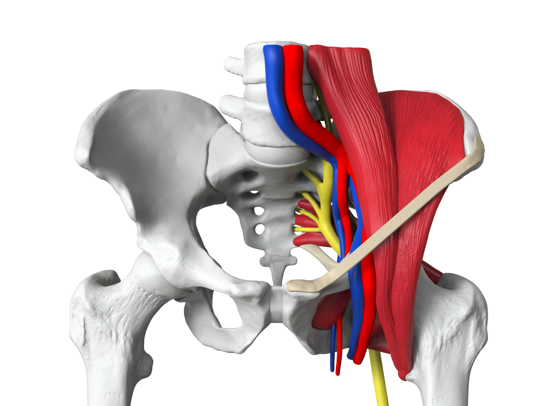 Pelvic Model Digital