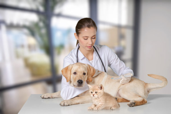 Veterinary with Cat and Dog