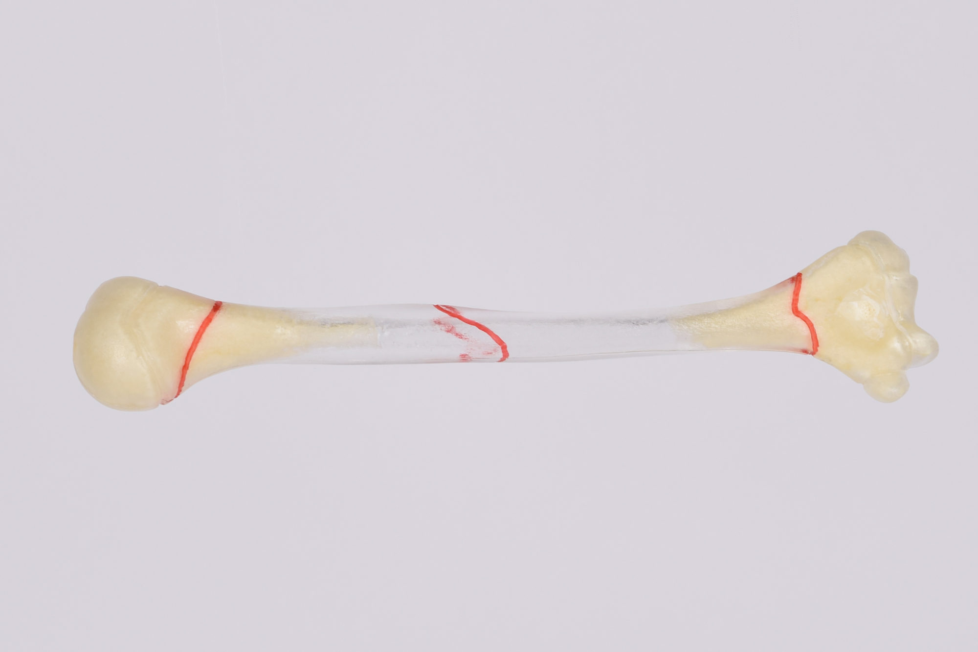 semi-transparent-models Semi Transparent paedeatric model