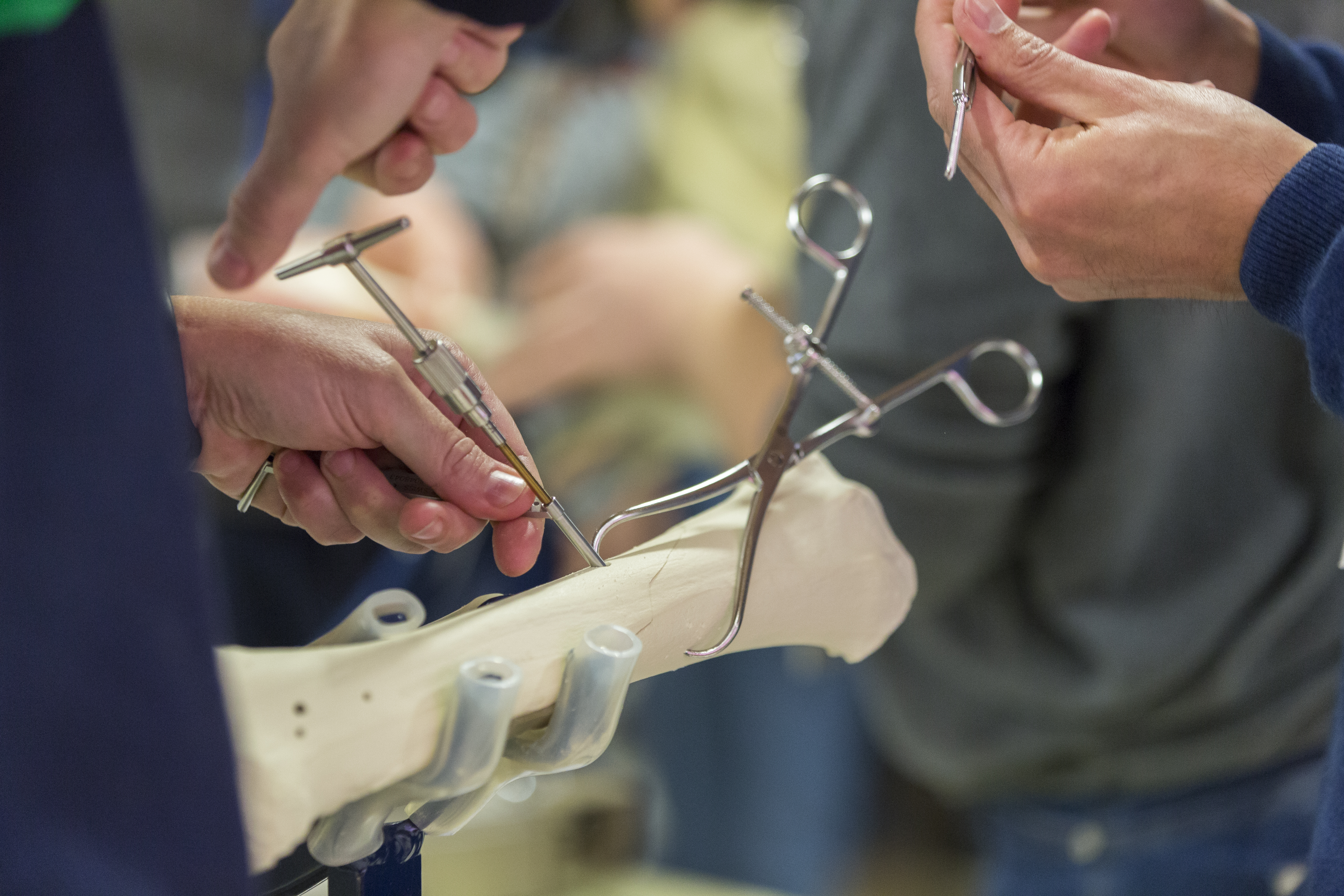Fracture Fixation Equine Model