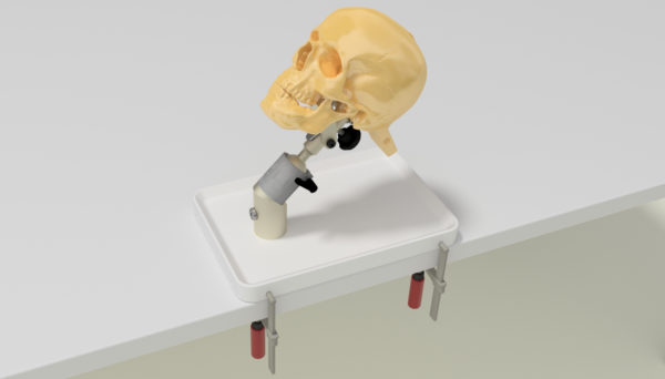 Skull Holder System with Skull