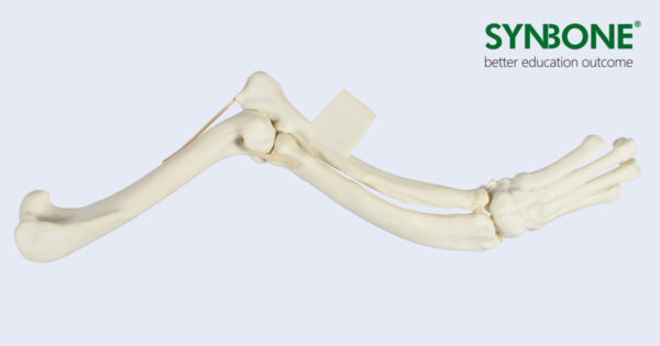 Canine Forelimb model with a malformation