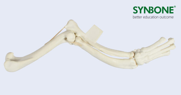 Canine Forelimb deformities Canine Forelimb model with a malformation