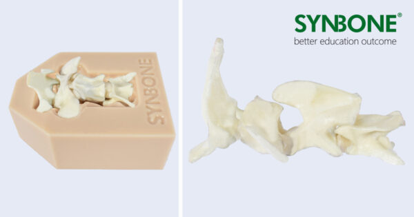 Artificial Canine Spine model in a spine bed