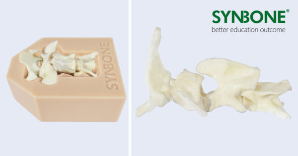 Canine Spine Artificial Canine Spine model in a spine bed